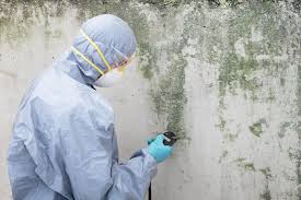 Reliable Cape May, NJ Mold Removal Services Solutions